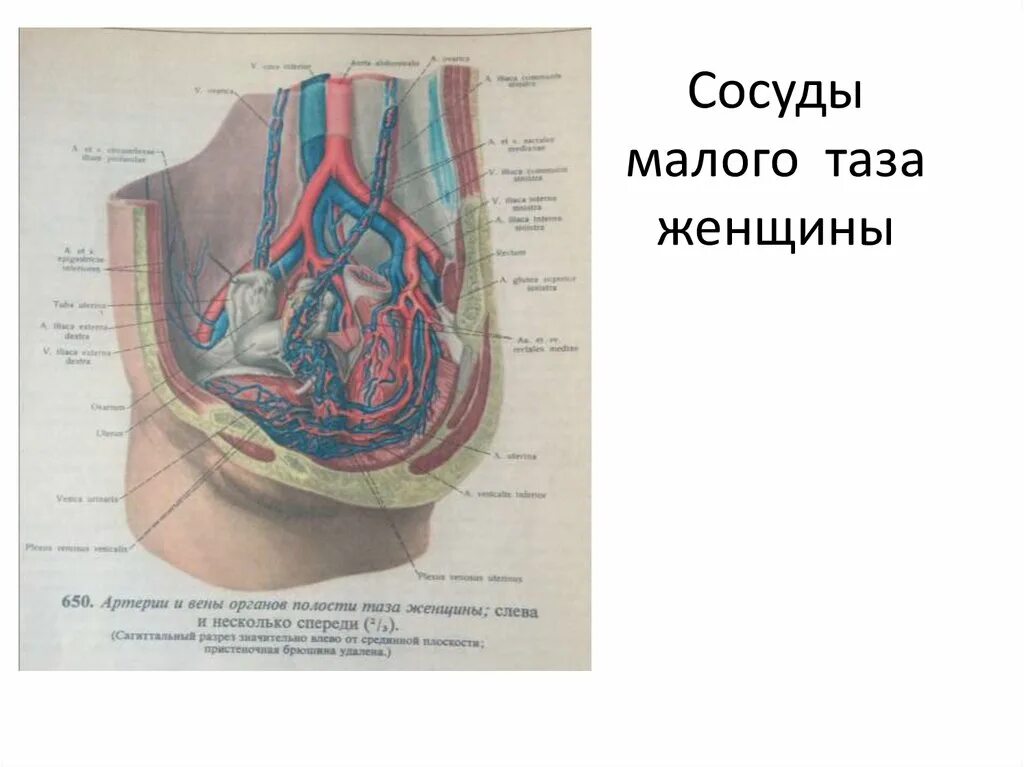 Вены малого таза анатомия. Артерии и вены малого таза. Сосуды малого таза. Сосуды малого таза артерии и вены.