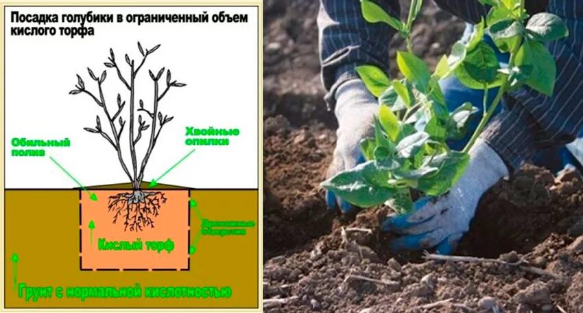 Голубика как сажать саженцы и ухаживать весной. Схема посадки голубики садовой. Голубика сорт дюк. Корневая система голубики садовой. Голубика садовая посадка весной.