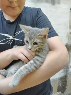 Нашли ли кота в кирове