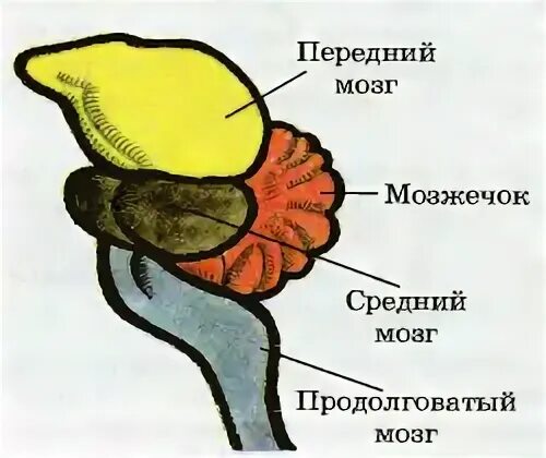 Центр осязания у птиц какой мозг. Нервная система птиц мозг. нервная система птиц схема. строение мозга птиц. средний мозг у птиц.