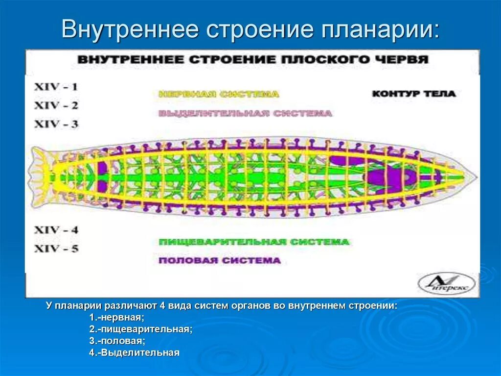 Система ресничных червей. Строение плоских червей. Строение плоских червей планария. Системы органов планарии. Плоские черви строение планарии.