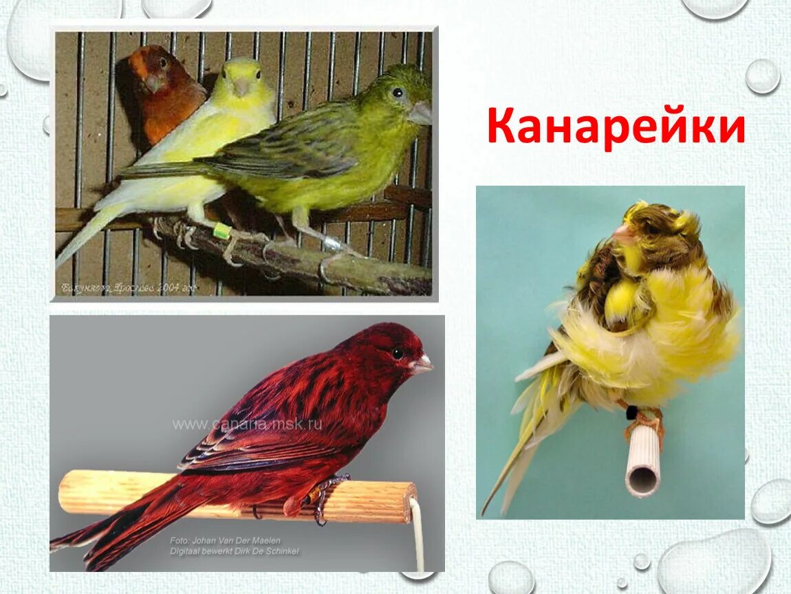 Каких птиц можно содержать в живом уголке. Птицы живого уголка. животные живого уголка канарейка. канарейка презентация. птица обитатель живого уголка.