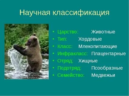 Медведь отряд млекопитающих