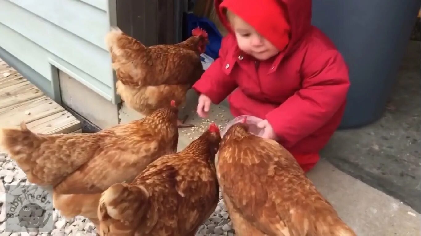 Видео про куриц