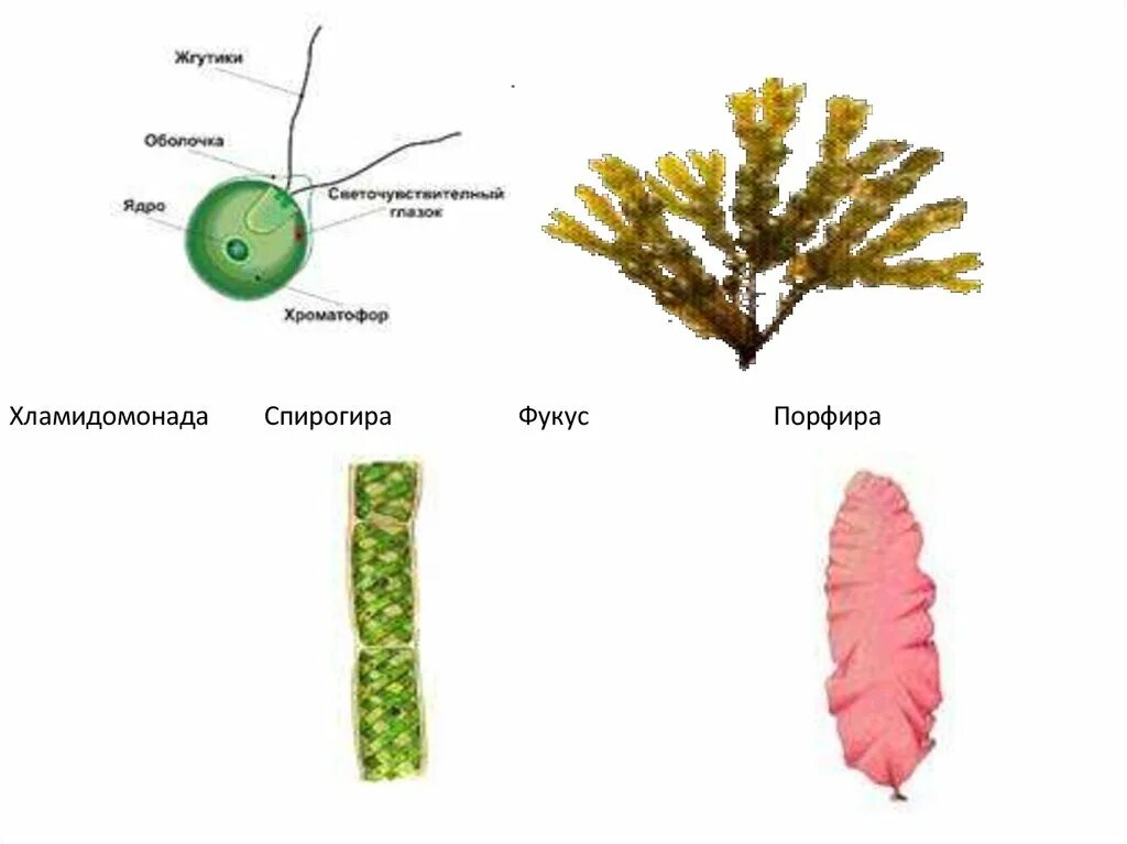 Хламидомонада и спирогира. Порфира водоросль. Порфира пестрая. Фрагментация водоросль порфира. Водоросль с хроматофором в виде звезды.