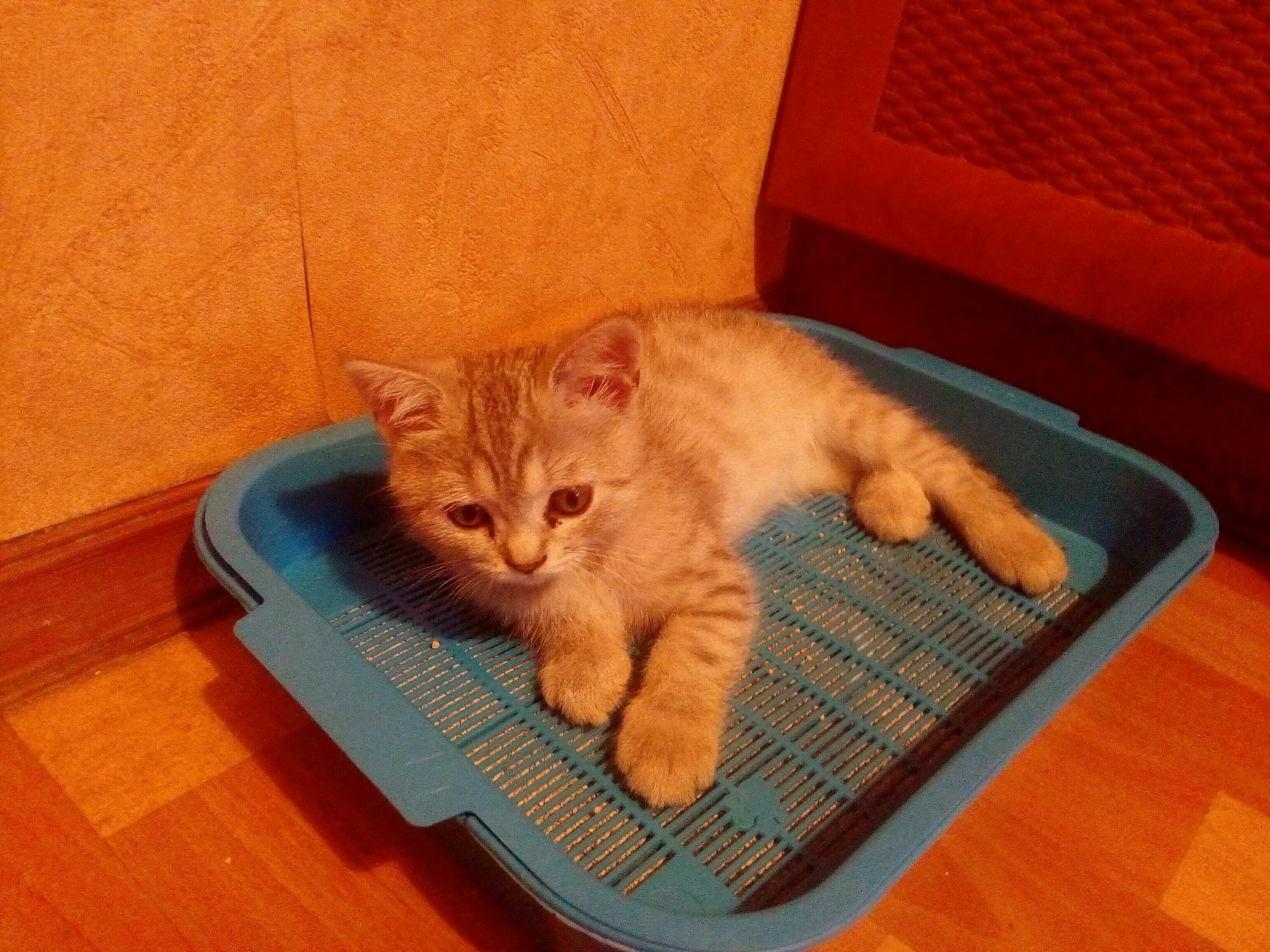Кошачий туалет с пеленками. Котенок в пеленке. Лоток для котят. Кошачий лоток с наполнителем. Наполнитель для лотка.