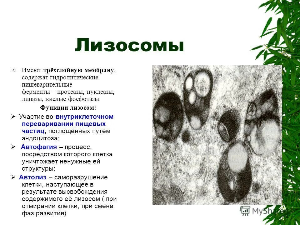 Какие ферменты содержат лизосомы. Гидролитические ферменты в полости лизосомы уровень. Лизосомы презентация. Гидролитические ферменты в полости лизосомы уровень. Структура лизосомы рисунок.