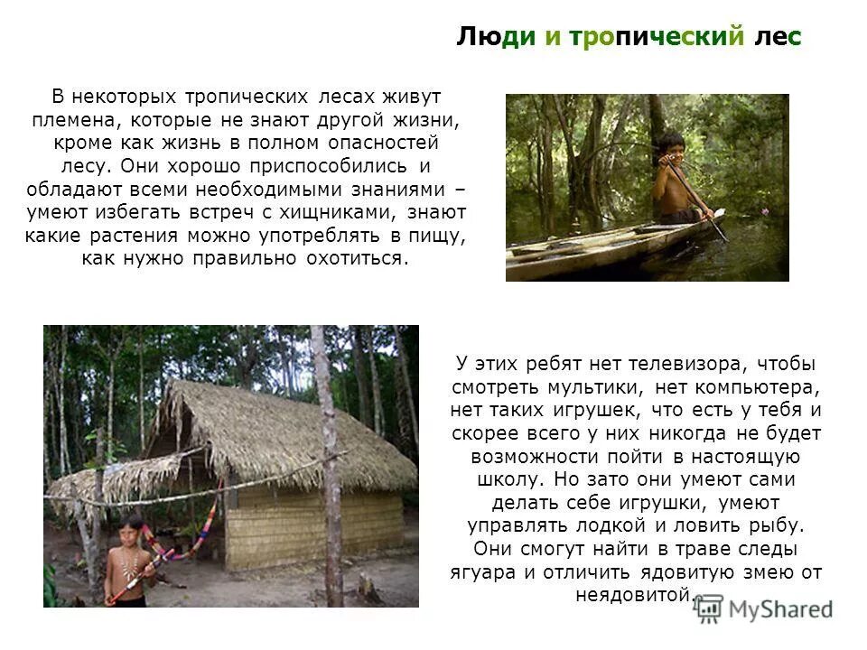 Паленый ютуб. Тропические леса презентация. Проект по окружающему миру 1 класс животные тропических лесов. В тропическом лесу купил я дачу песня. В тропическом лесу купил я дачу песня.