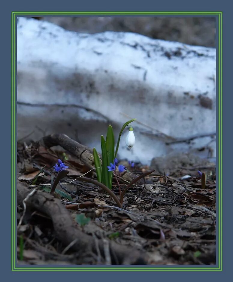 Последний снег. Падал последний снег. Жуковский последний снег 1895. Фото последнего снега весной в лесу весной. Последний снег.