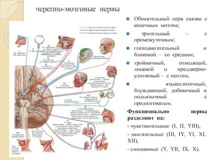 Количество пар черепно мозговых нервов