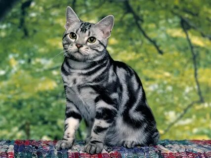 and I will name him Cheshire :D White Tabby Cat, Silver Tabby Cat, Grey Cat...