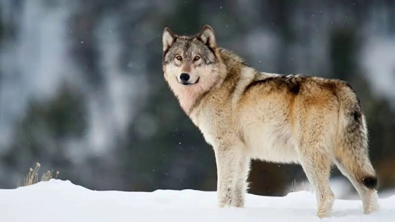 мегафауновый волк. животные тайги. волки на южном урале. животные тайги волк. волк зимой.