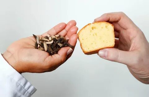 Белок насекомых