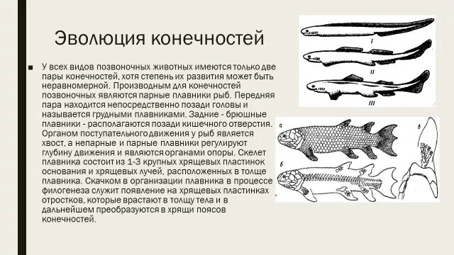 Появление в процессе эволюции пятипалых конечностей. Эволюция конечностей позвоночных животных. Происхождение и развитие парных конечностей позвоночных животных. Эволюционные изменения конечностей у млекопитающих. Эволюция парных конечностей.