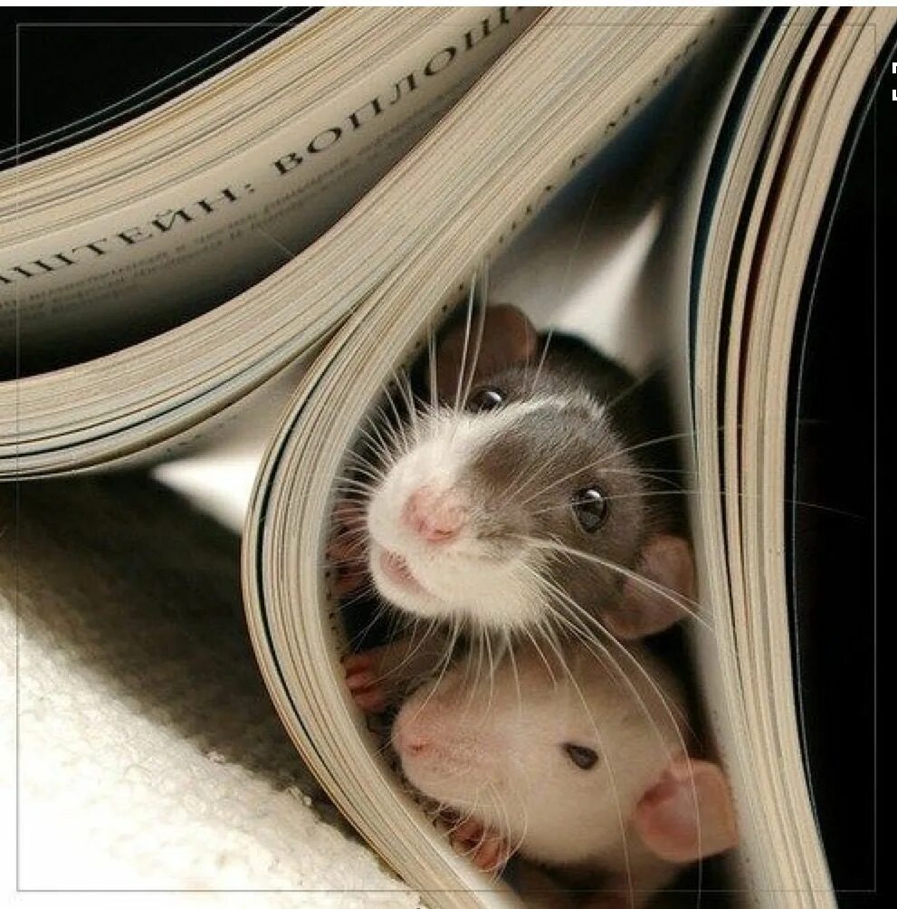 Картинки крысы смешные. Мышка. Смешные мышки. Забавная мышь. Крыса.