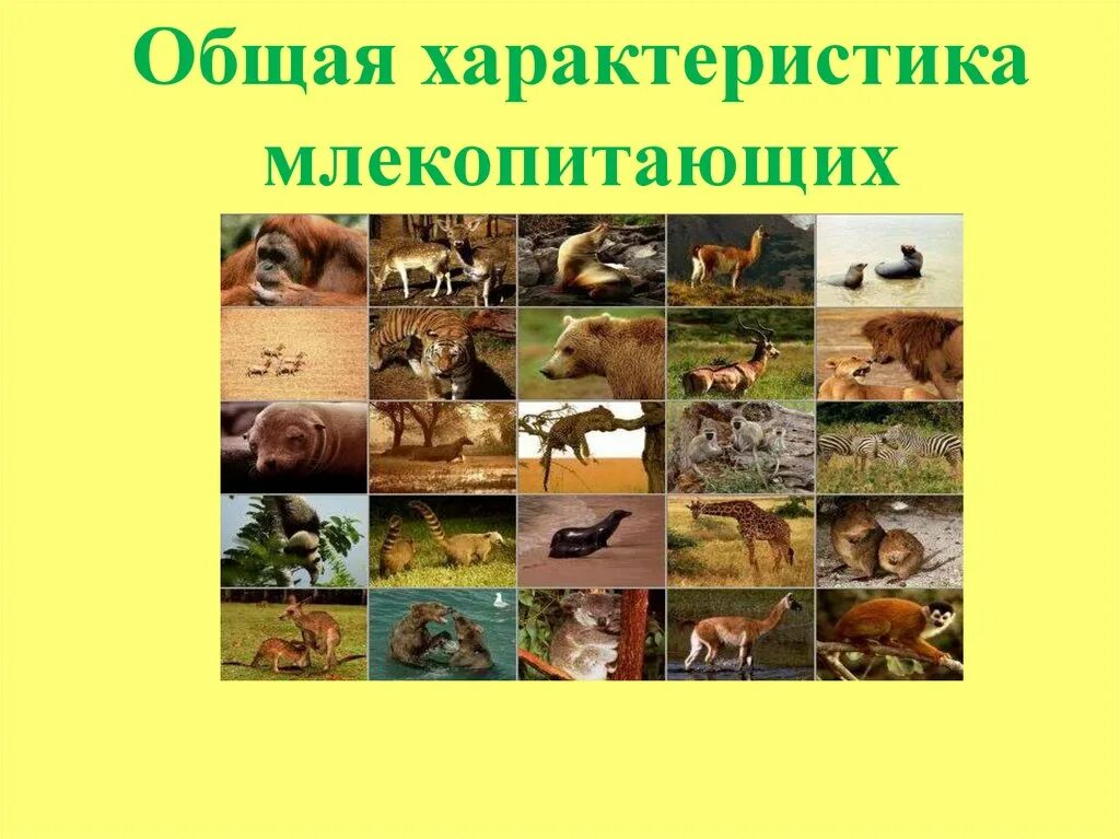Особенности млекопитающих кратко. Общая характеристика моекопи. общая характеристика млекопитающих. общая характеристика млеко. основная характеристика млекопитающих.