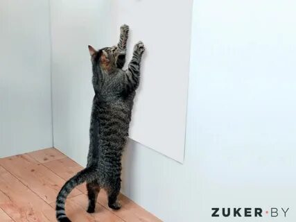Почему коты царапают мебель