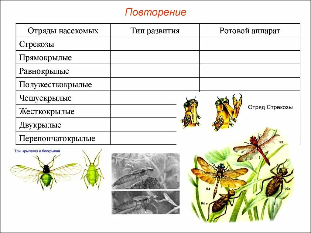 Класс насекомые отряды насекомых. Отряды насекомых Тип развития. Отряды насекомых картинки. Насекомые таблица.