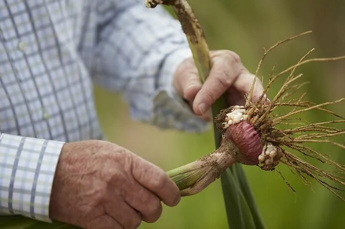 Луковица гладиолуса. Выкопка гладиолусов осенью. Луковицы гладиолусов. Выкопка гладиолусов осенью. Выкопка гладиолусов осенью.