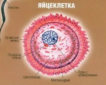 Яйцеклетка в 43