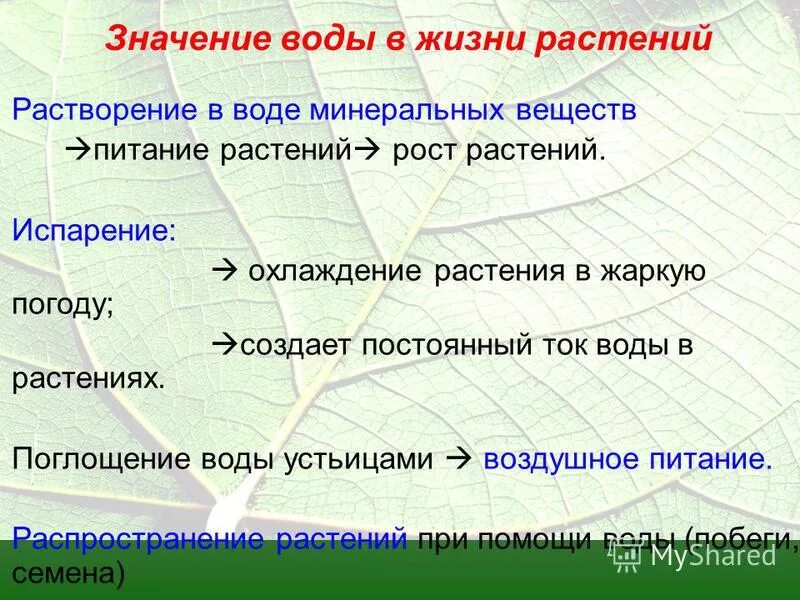 Испарение воды растениями. Испарение способствует. Биология 6 класс испарение воды растениями листопад. Процесс испарения воды из растения. Значение испарения воды листьями.