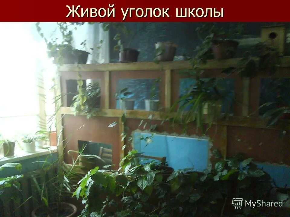 магазин аквариумных рыбок первомайка г рязань. живой уголок в зоомагазине.