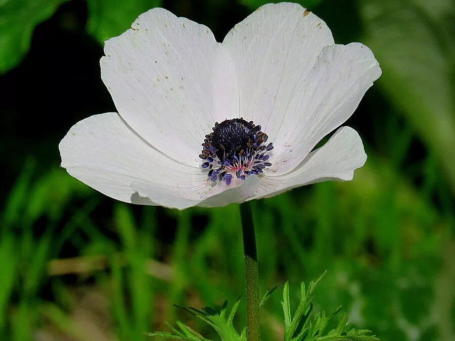 Анемон 1. Анемона маунт эверест. анемона венечная. 5. анемона виргинская anemone virginiana. анемоны негев.