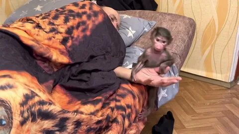 Гамадрил люся последние новости