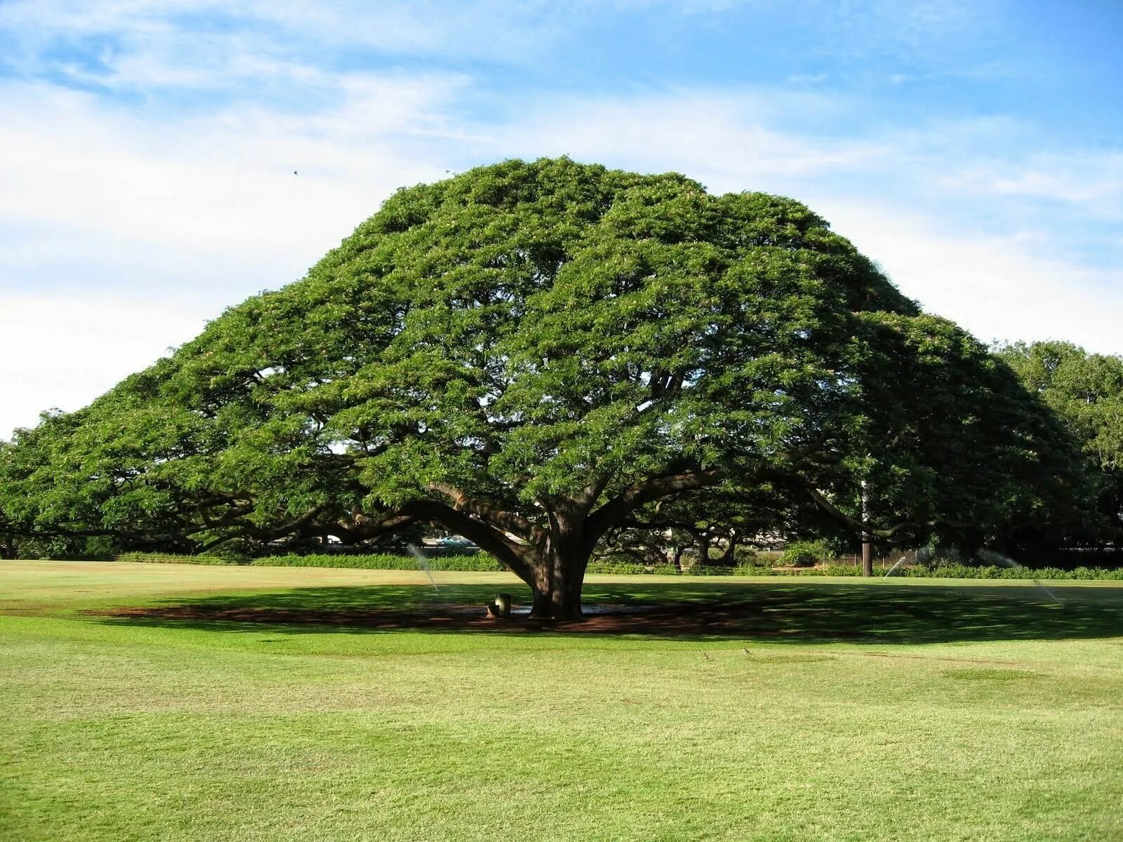 Саманея саман. Картас Южный дерево. Эбеновое дерево Коста Рика. Дерево камерунский Эбен. Культовые деревья