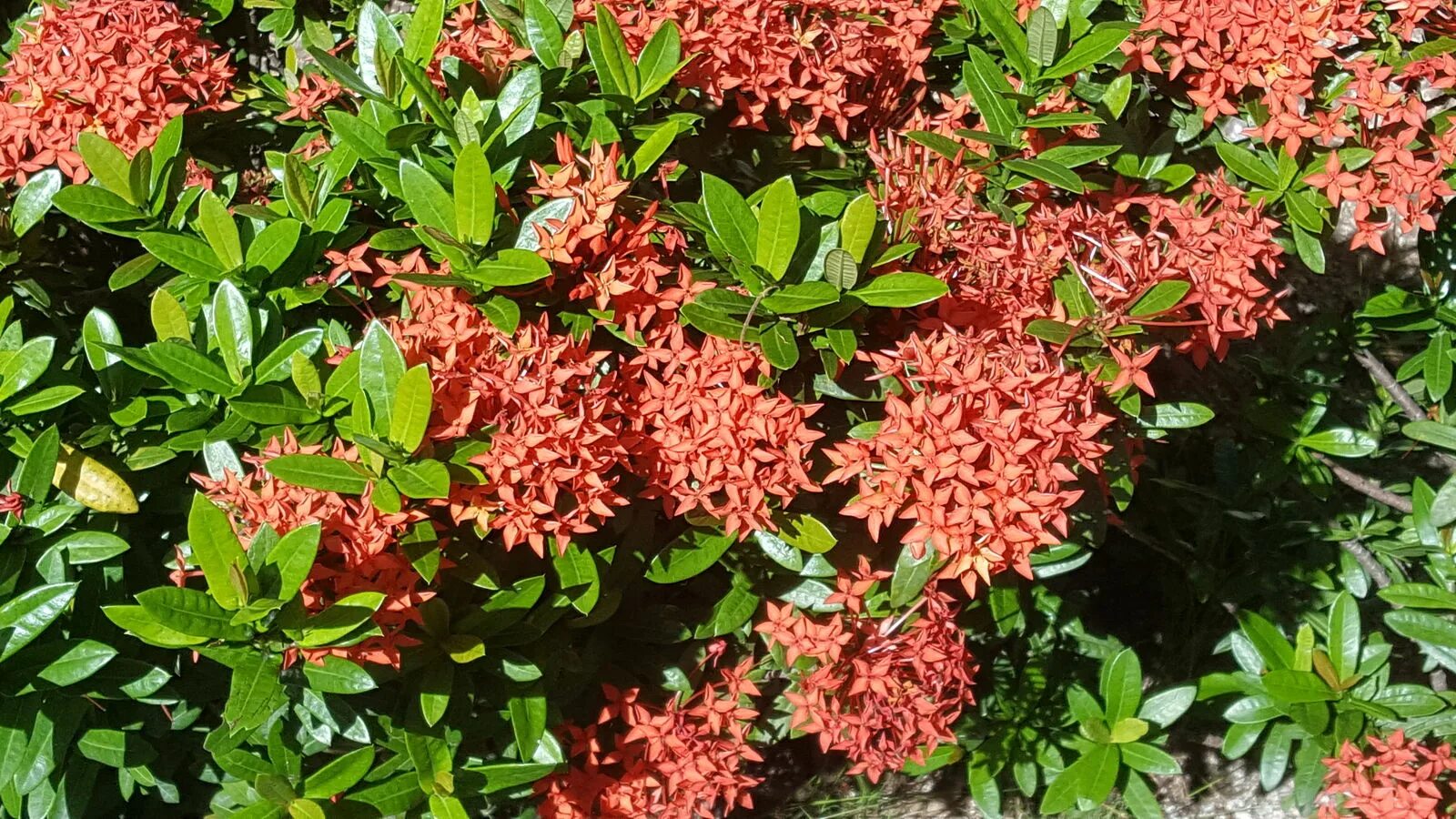 Иксора диагностические работы. Иксора цветок. Ixora chinensis в природе. Иксора крупнолистовая. Ixora chinensis розовая в природе.