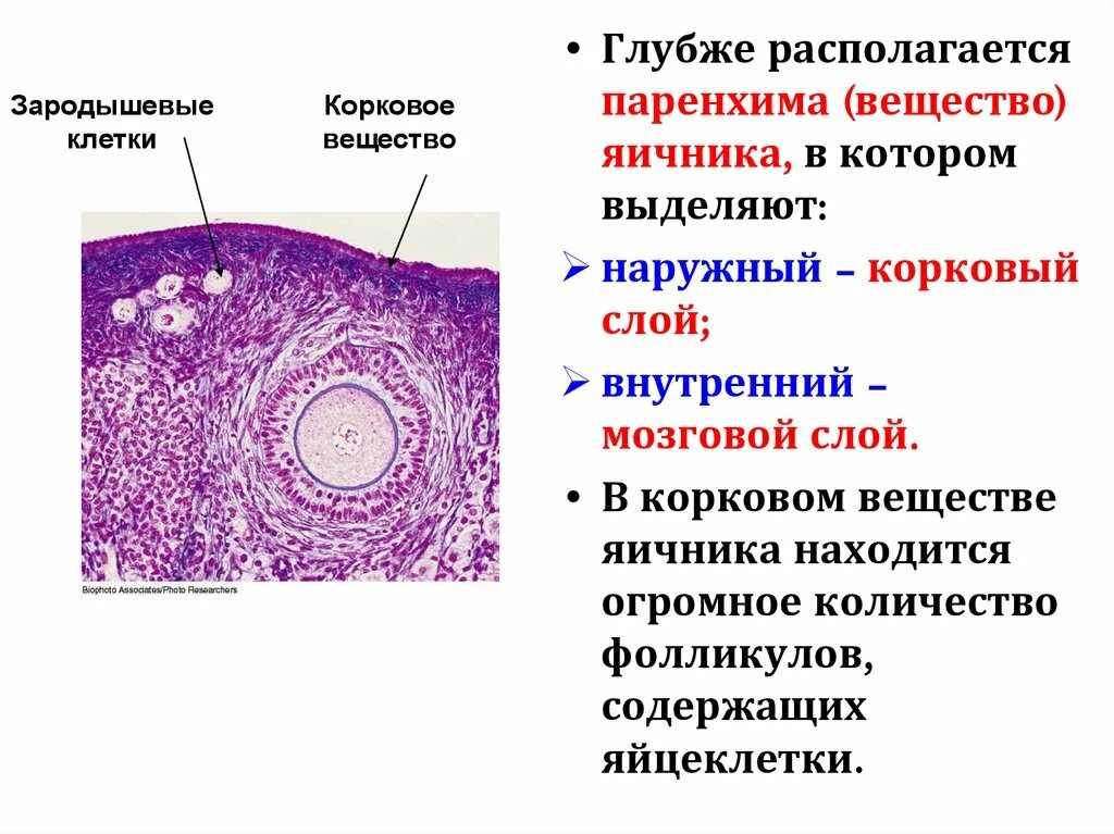 Корковое вещество яичников. Мозговое вещество яичника гистология. Яичники располагаются. Внутренний слой фолликул.