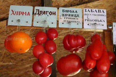 Томат хурма описание сорта фото отзывы садоводов