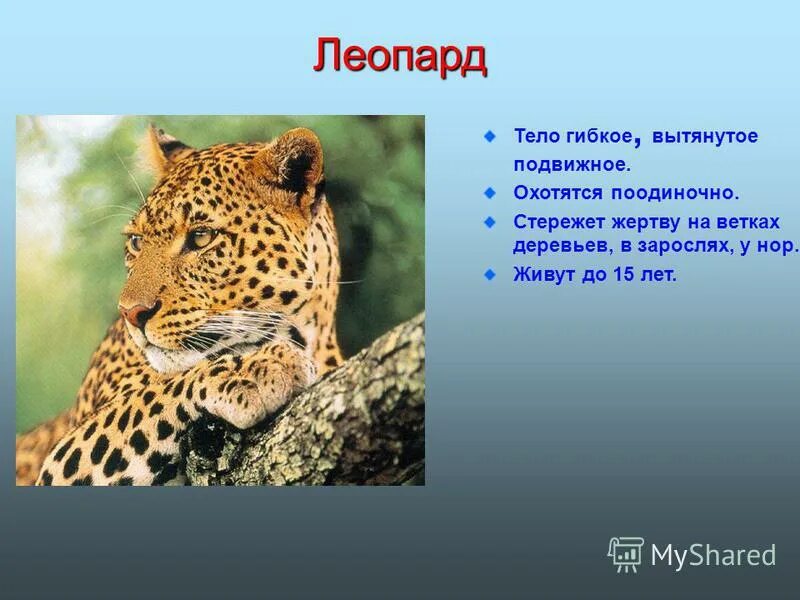 Леопард 1 класс. Леопард описание. презентация на тему о леопардах. рассказать о леопарде. рассказ о леопарде.
