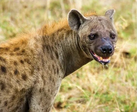 Бразильская лисица крабоед. Ациноникс юбатус. Амазонская пума. Желтогрудая куница харза. Лисицевидный мангуст.