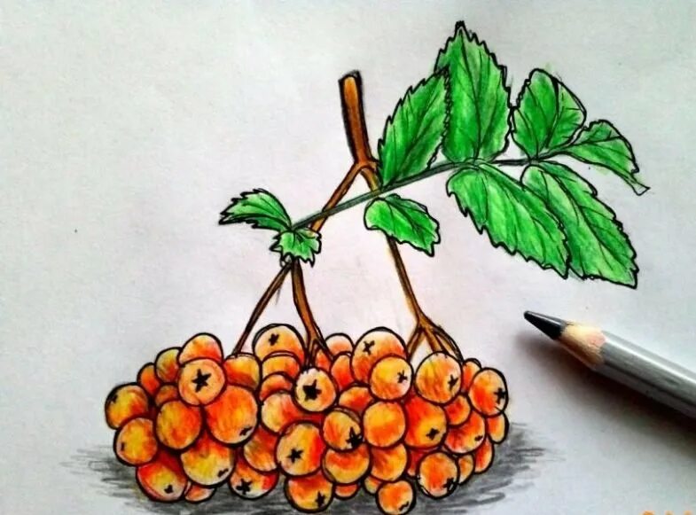 рябина нарисовать легко. ветка рябины» (рисование с натуры) (т. ветка рябины поэтапное рисование. рисование с детьми ягоды. ветка рябины» (рисование с натуры) (т.