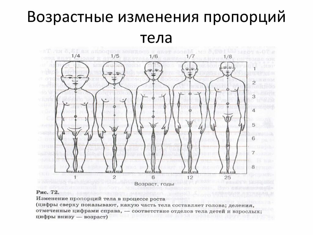 Изменения пропорции тела ребенка в различные возрастные периоды. Изменение пропорций тела, градиент роста.. Изменения пропорций отделов тела в процессе роста человека. Схема возрастные изменения пропорций тела. Возрастные изменения роста