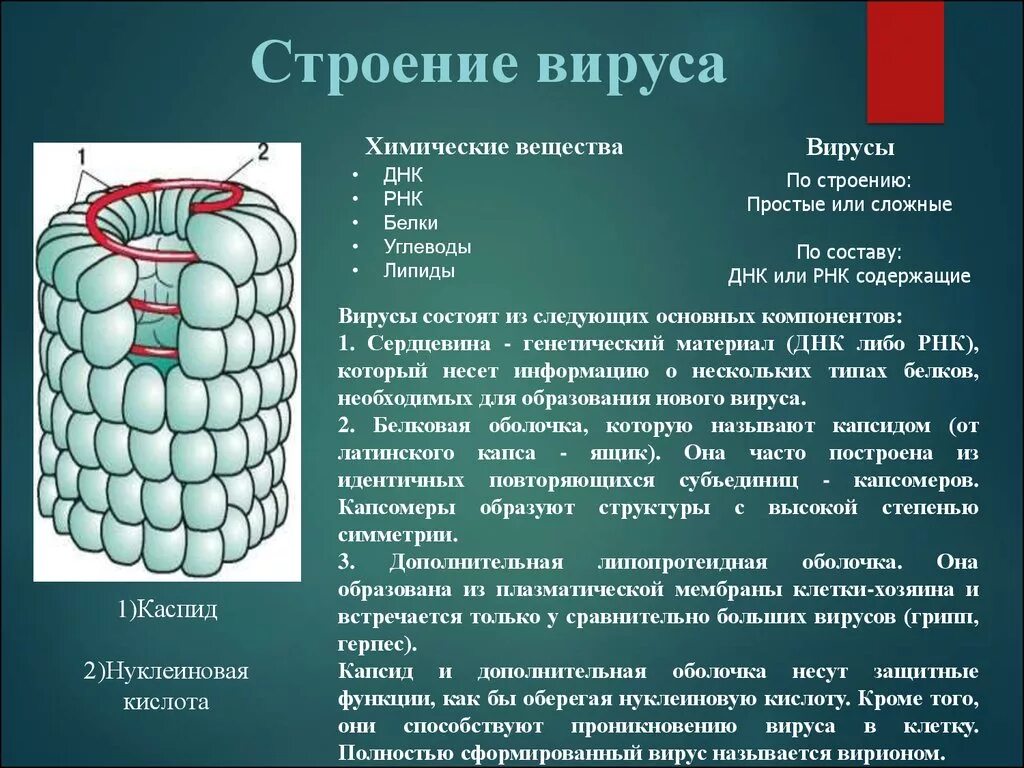 Вирусы строение значение. Состав и строение вирусов. Строение вируса. Химическое строение вируса. Вирусы и их строение.