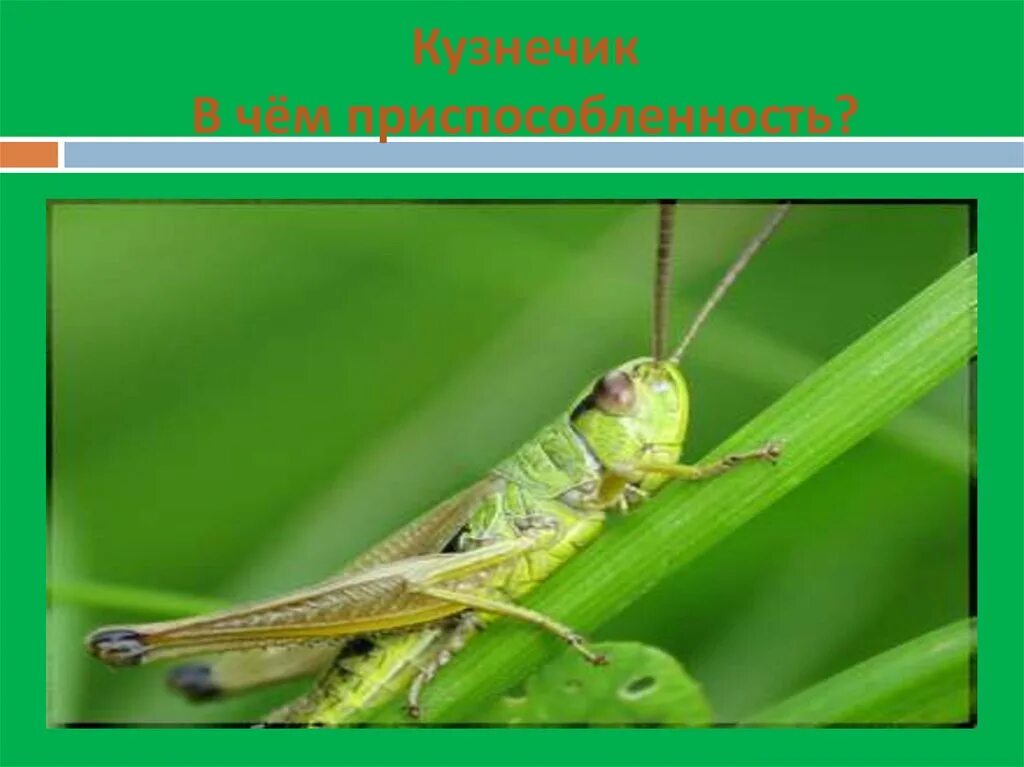 Среда обитания прямокрылых. Кузнечик зеленый среда обитания. Приспособленность кузнечика к среде. Прямокрылые кузнечики. Место обитания кузнечика.