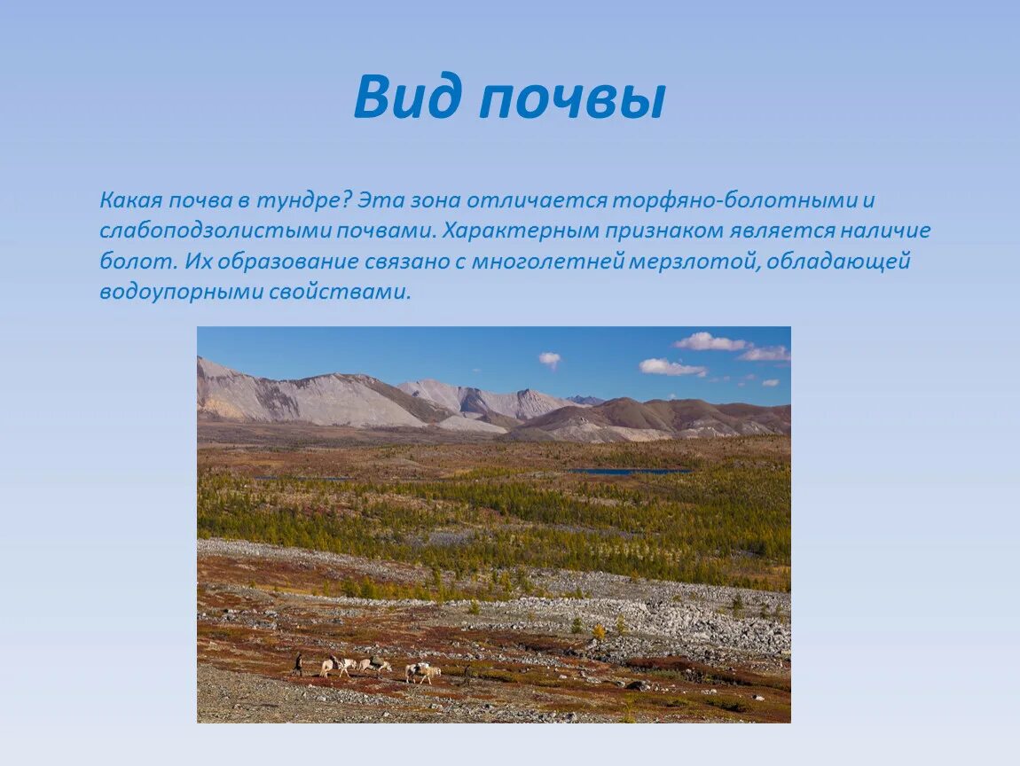 Природные зоны России тундра климат. Природная зона тундра почва. Почвы тундры тундры. Тундра лесотундра тундрово-глеевые. Лесотундра особенности природной зоны