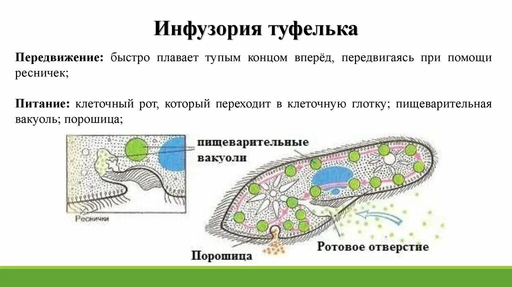 Порошица у инфузории функции. Инфузория туфелька. Инфузория туфелька порошица. Передвижение инфузории туфельки.