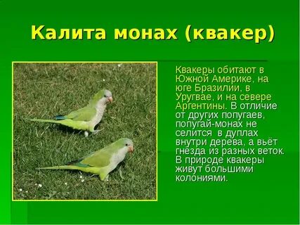 Презентация мир птиц