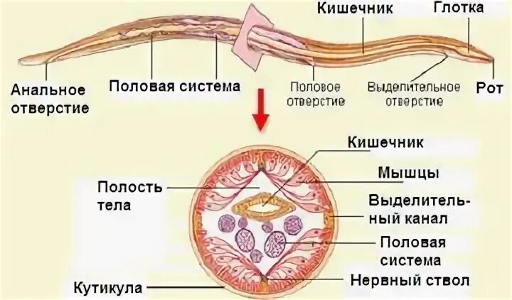 Строение аскариды человеческой поперечный срез. Круглые черви нематоды строение. Черви аскариды строение. Строение нематоды круглых червей. Полости тела червя находится