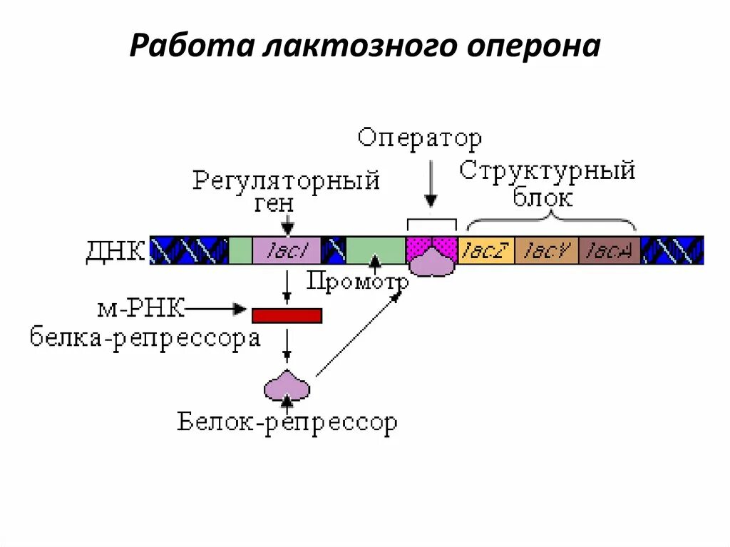 Регуляция генов прокариот. Модель Lac-оперона. Механизмы регуляции Lac-оперона. Гены лактозного оперона. Лак оперон регуляция.