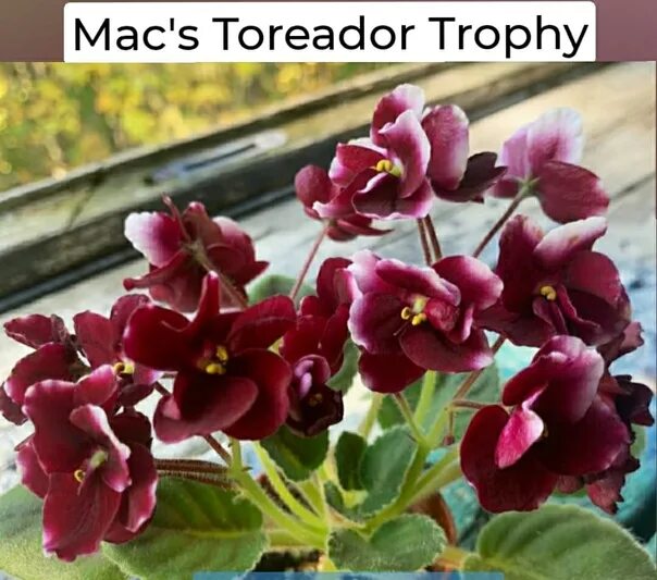 Фиалки твери. Фиалка Mac's Toreodor Trophy. Mac’s Toreador Trophy фиалка. Фиалка Toreador Trophy. Макс тореадор трофи фиалка.