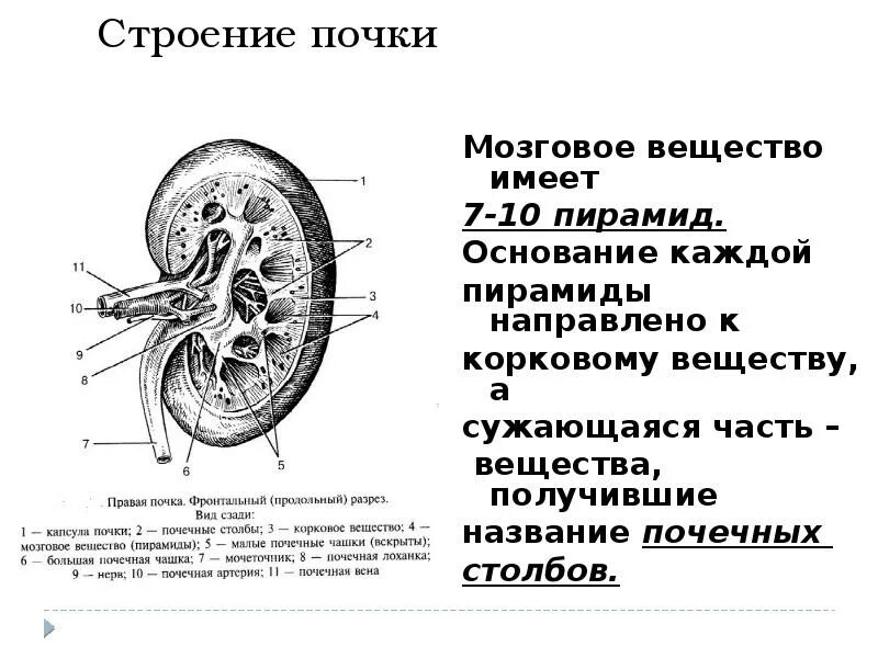 Почка анатомия человека. Корковое вещество почки анатомия. Строение почки человека рисунок. Рисунок "строение почки" с обозначениями. Строение почки почечные столбы.