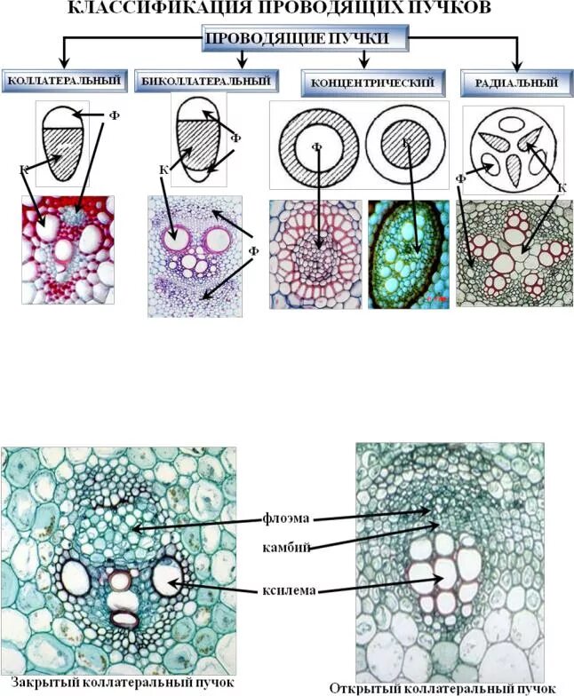 Характеристика проводящего пучка. Проводящий пучок типы. Типы строения проводящих Пучков типы стеблей. Типы сосудисто-волокнистых Пучков. Сосудисто волокнистые пучки растений функции.