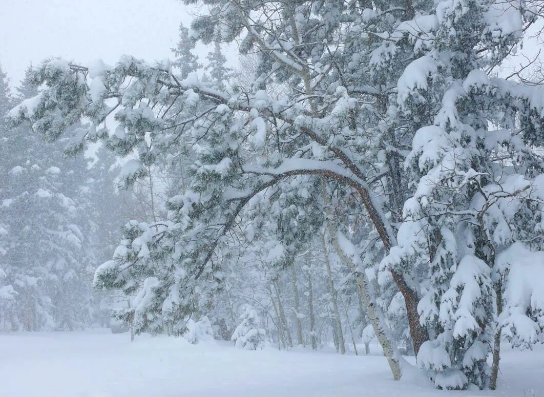Февральский снег. Февраль метель. Февраль природа. Метель в лесу. Полный месяц февраля