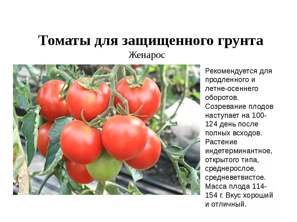 Что такое детерминантный сорт томатов