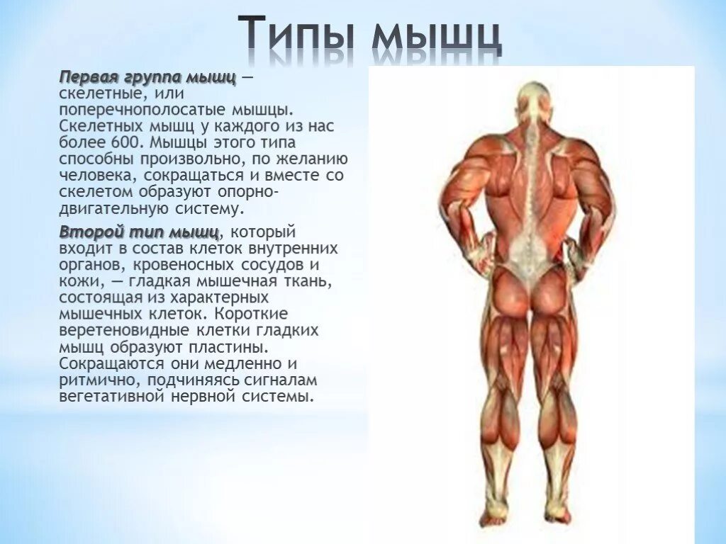 Типы мышц. Группы мышц человека. Скелетные мышцы. Мышцы виды мышц. Распределите мышцы по группам