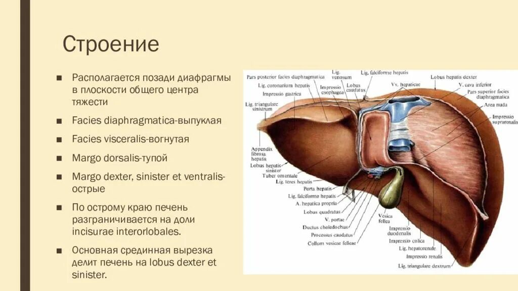 Печень какой формы. Печень анатомия человека строение и функции. Вдавления печени на висцеральной поверхности. Доли печени анатомия человека. Печень человека анатомия строение и функции печени.